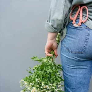 Jocelyn Hughes holding a bunch of camomile and has floristry scissors in back pocket | Insert Image About Us | Photo Credit: Karen Flowers